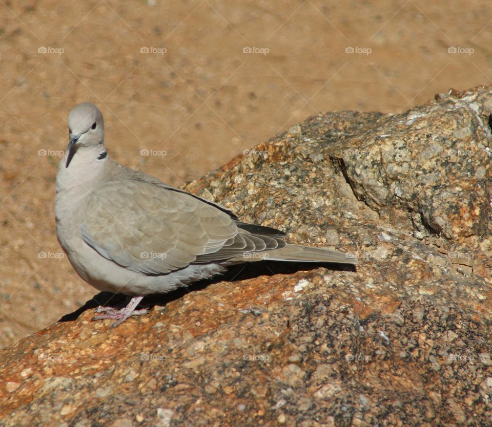 Mourning Dove on a Rock