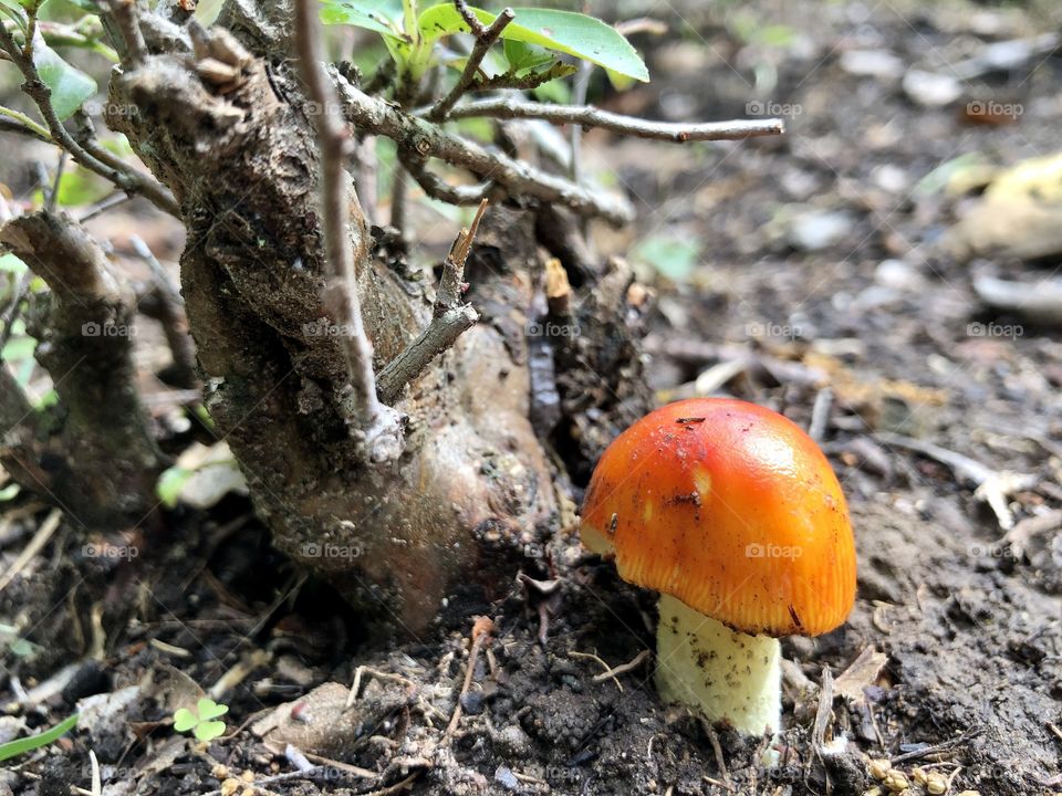 Bright orange mushroom 