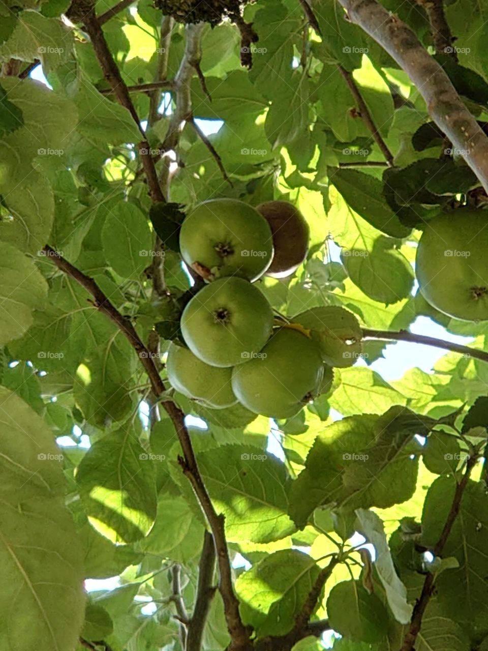 Apple tree in the sun