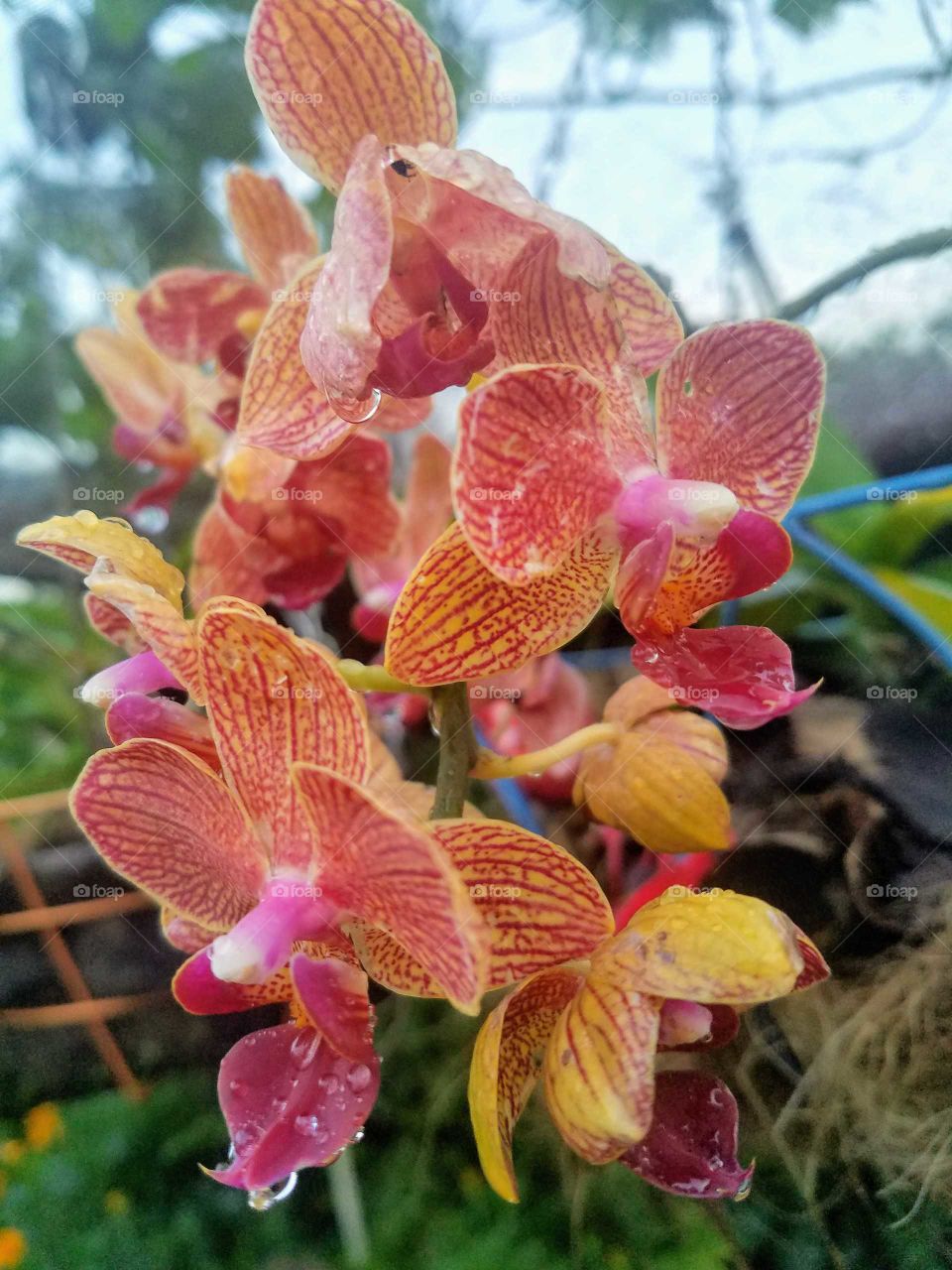 exotic Orchids