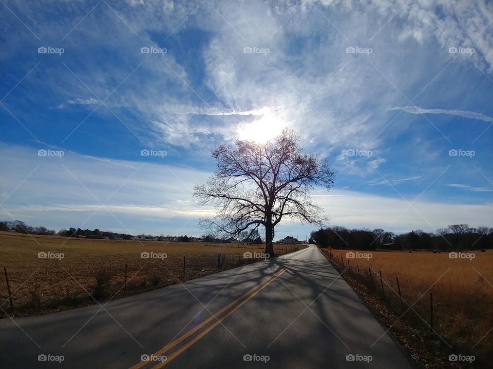 Road passing through agriculture field