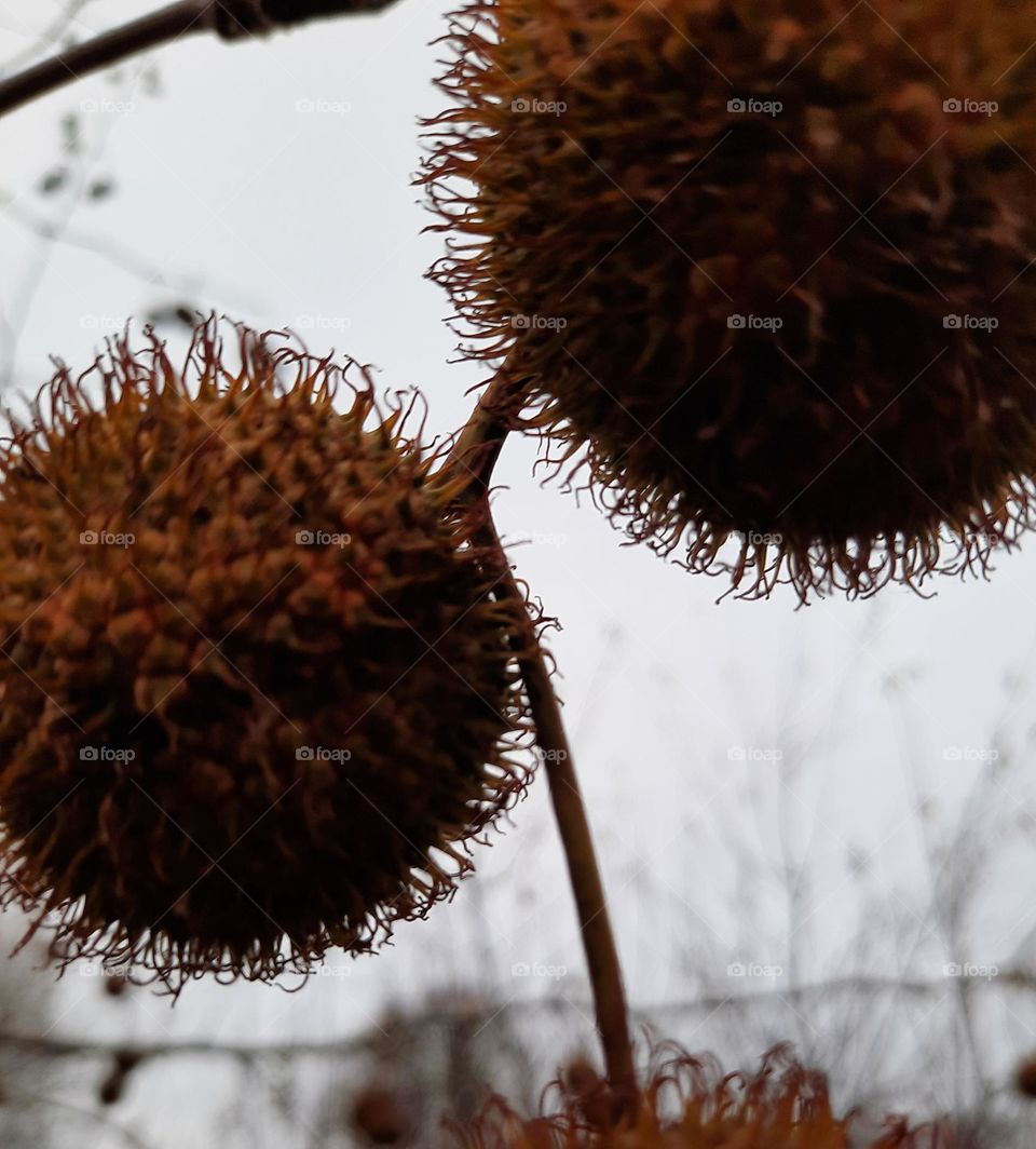 brown hairy fruits of platan tree