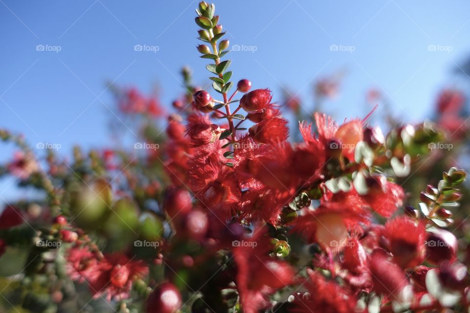Australian wildflower called scarlet featherflower.