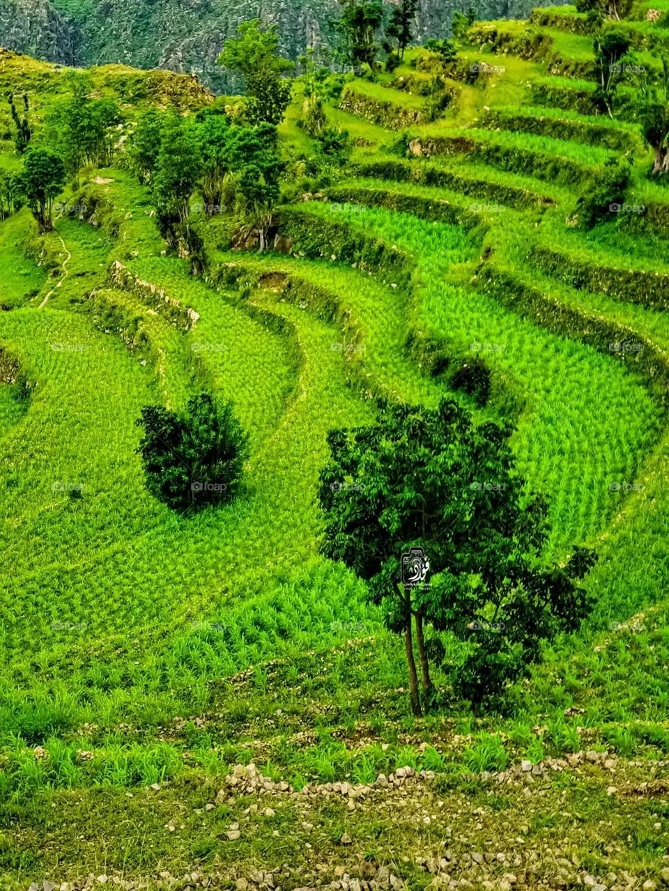 Glory be to God, the magnificent and picturesque view and the natural green trees are a view that is nothing more wonderful than it