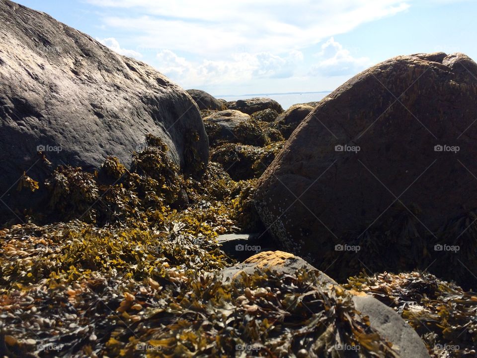 Seaweed littered beach
