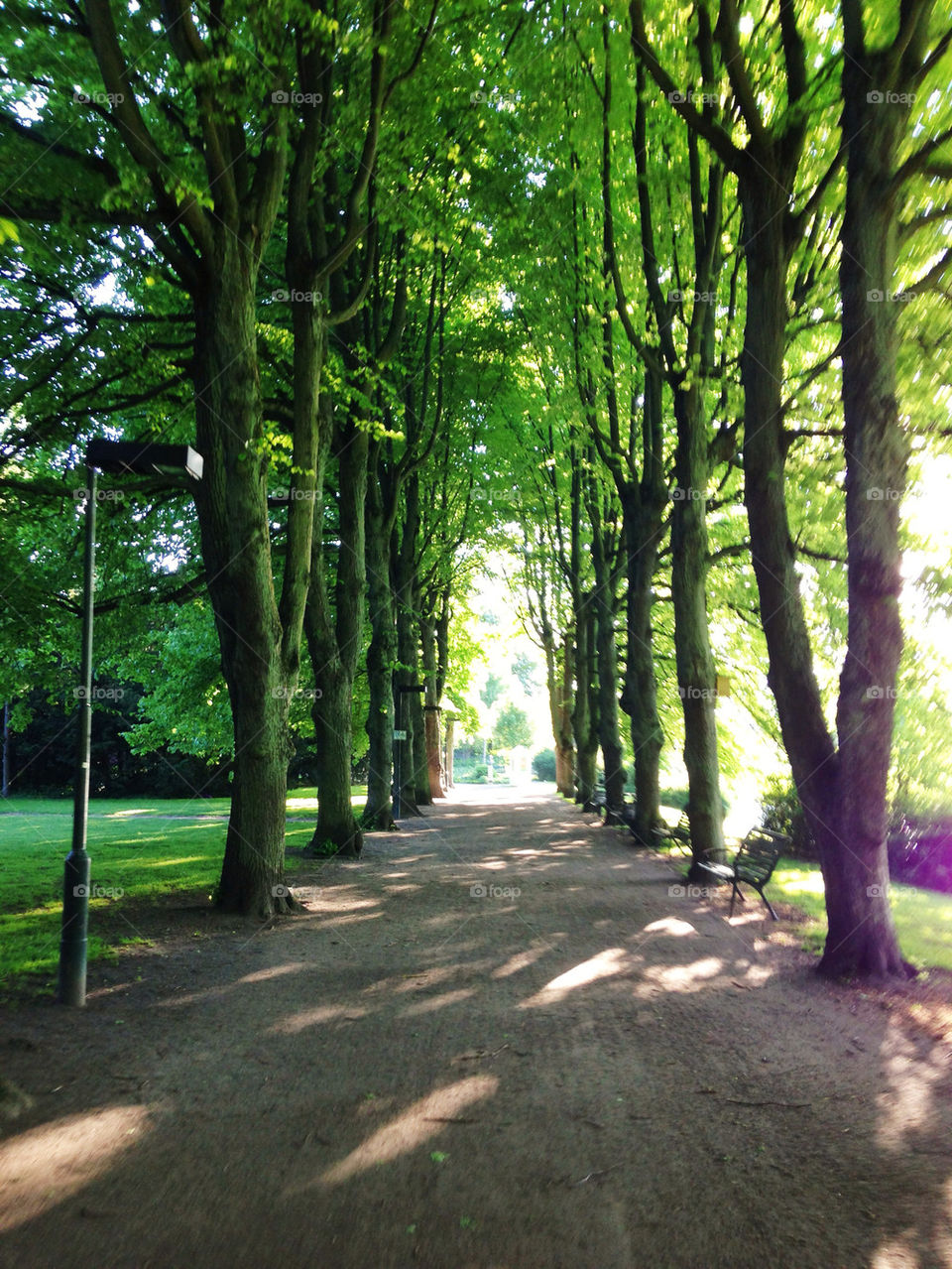 Trees shadow on the road