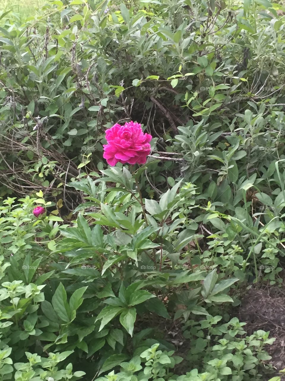 Dark Pink flower in full bloom in a garden 