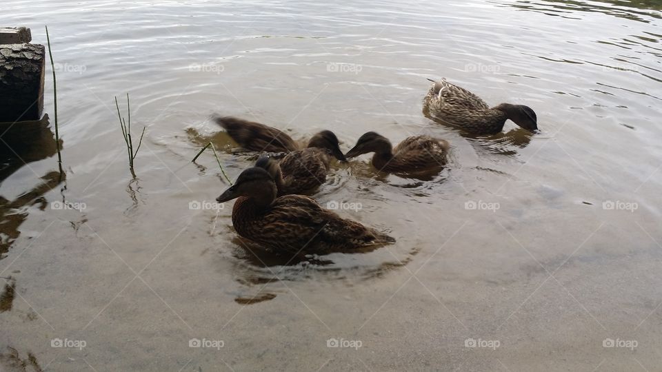 Water, Bird, Duck, No Person, Beach