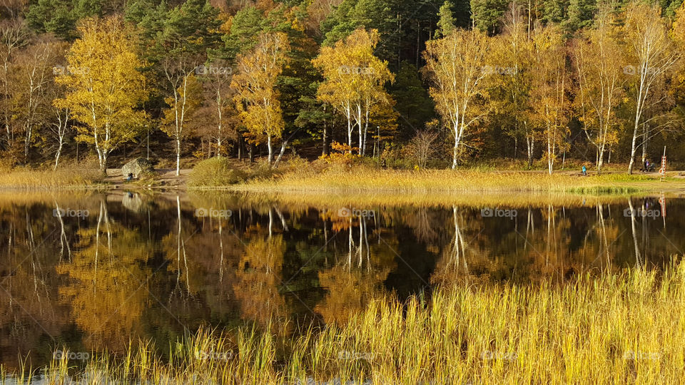 Yellow Autumn - calm lake, reflections