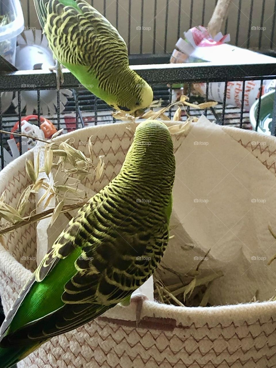 Together Kiwi 🦜and Coco 🦜