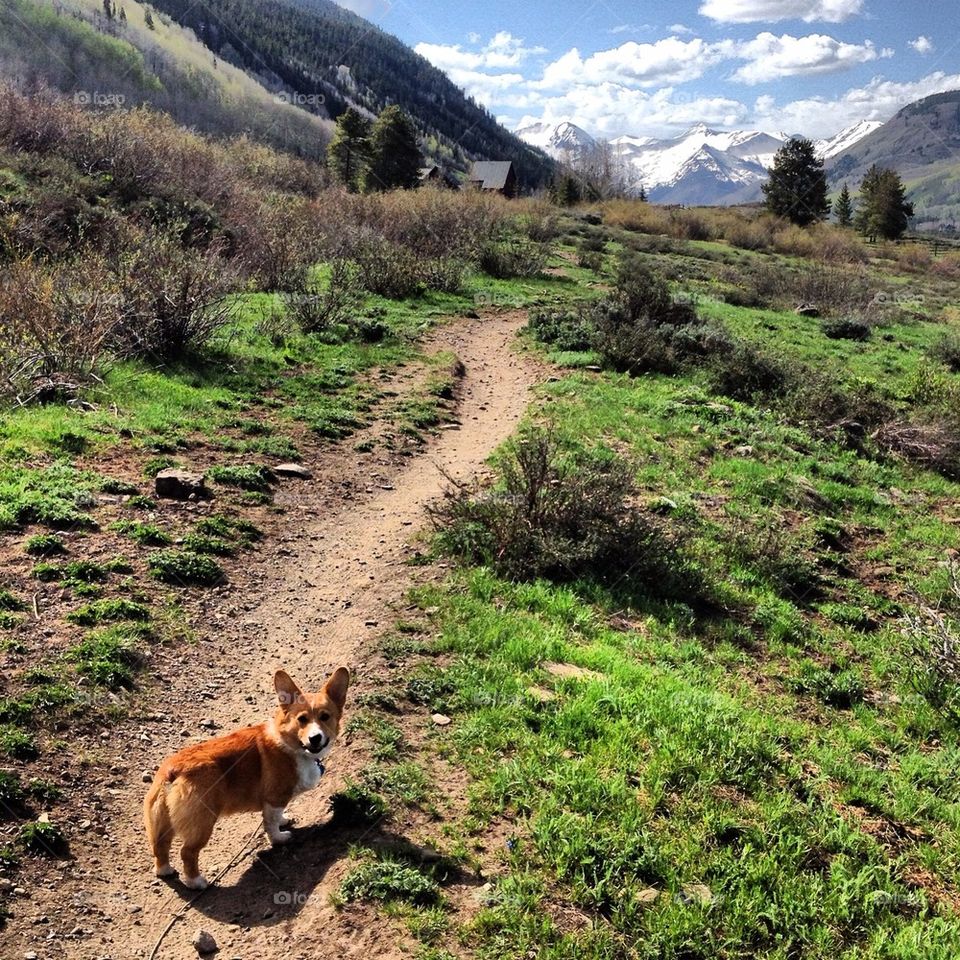 Mountain Corgi