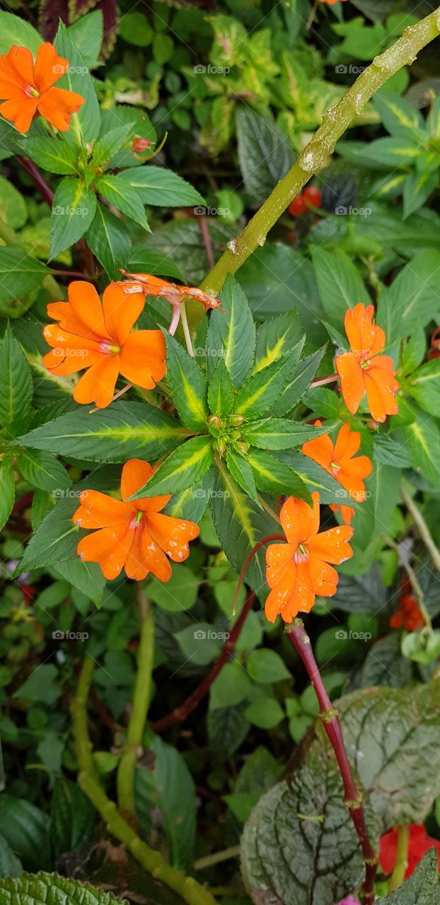 flowers