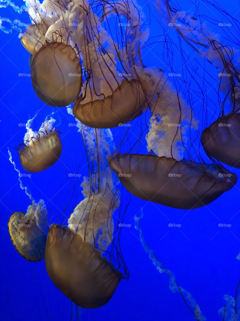 Jellyfish