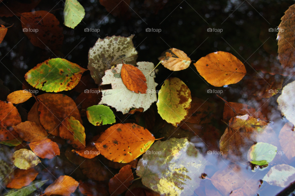 leaves water fall autumn by zac1