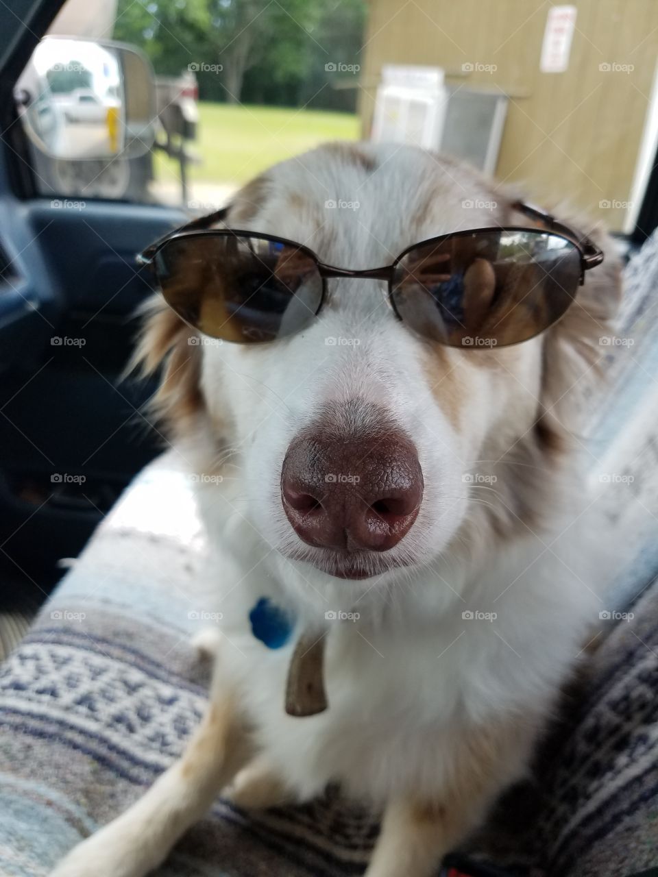 happy dog gotta wear shades