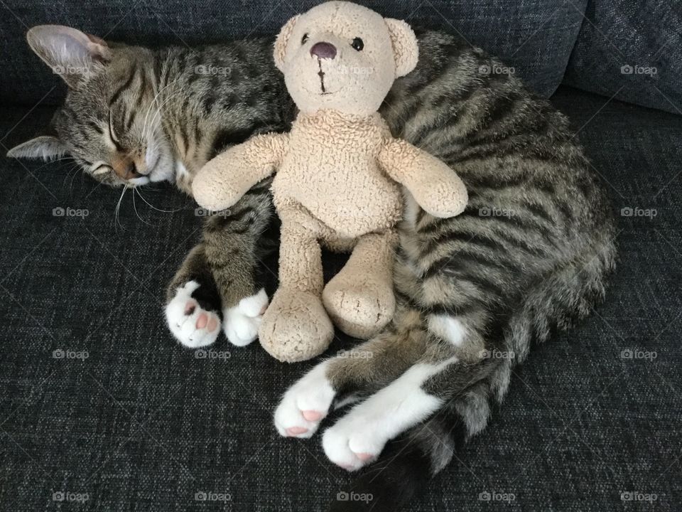 One of our three cats Leo cuddling a Mr Teddy.
Leohad a rough start living outdoors and not being cared for. We have adopted all cats and they are adorable both to people and to each other. π»π»π»π»π»