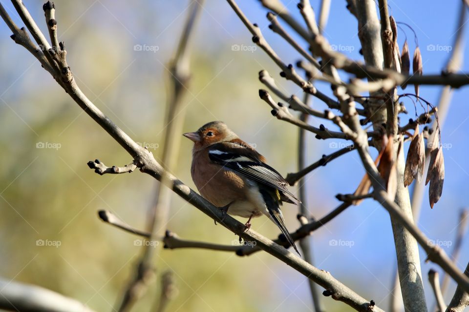 Chaffinch 