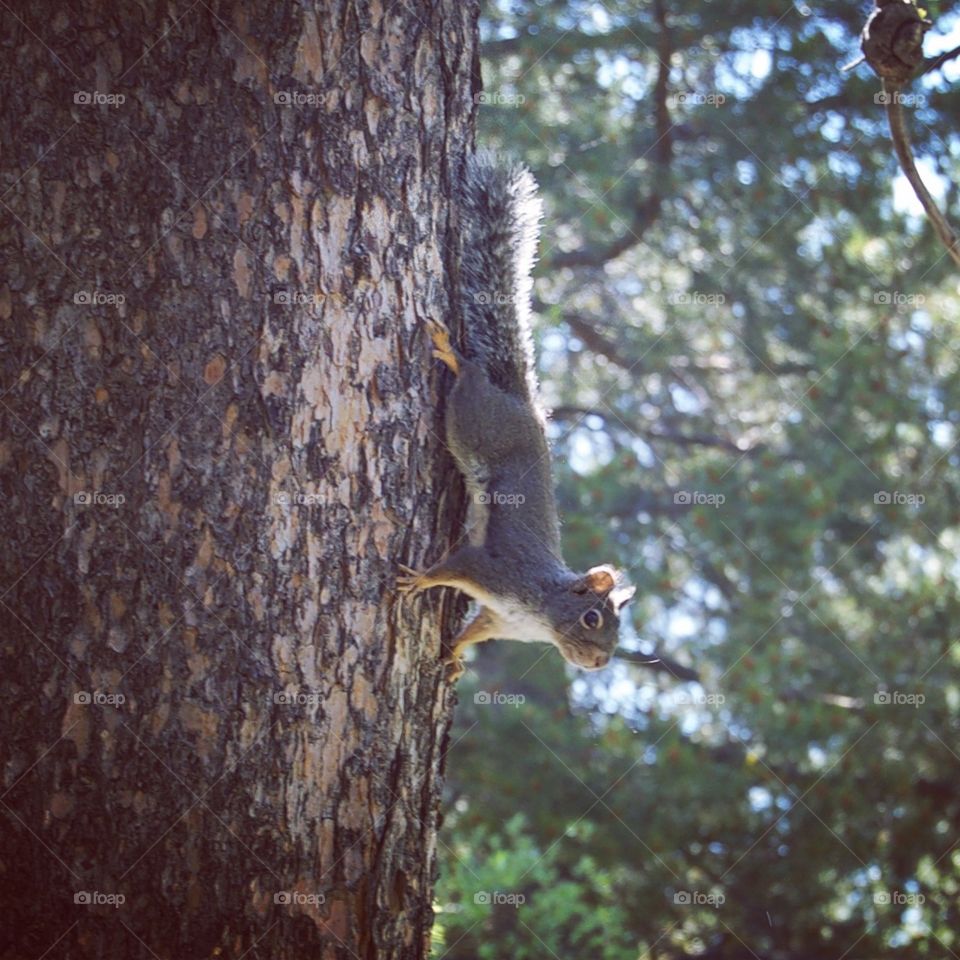 Squirrel