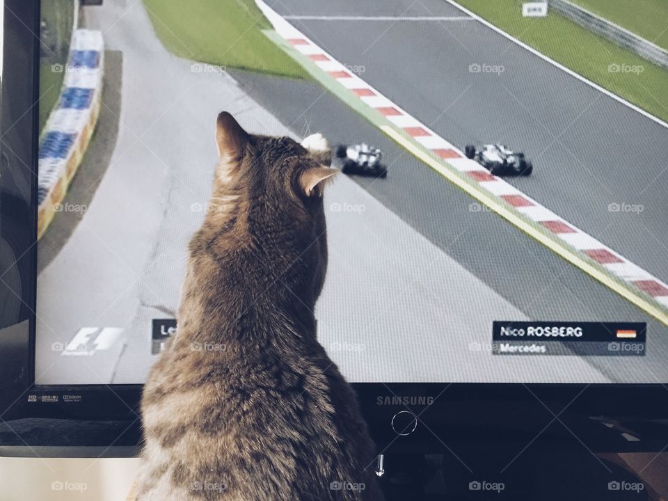 Sport cars in competition on tv and a kitten trying to catch them 