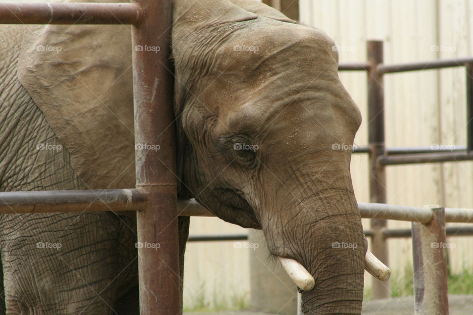 Elephant at the zoo 