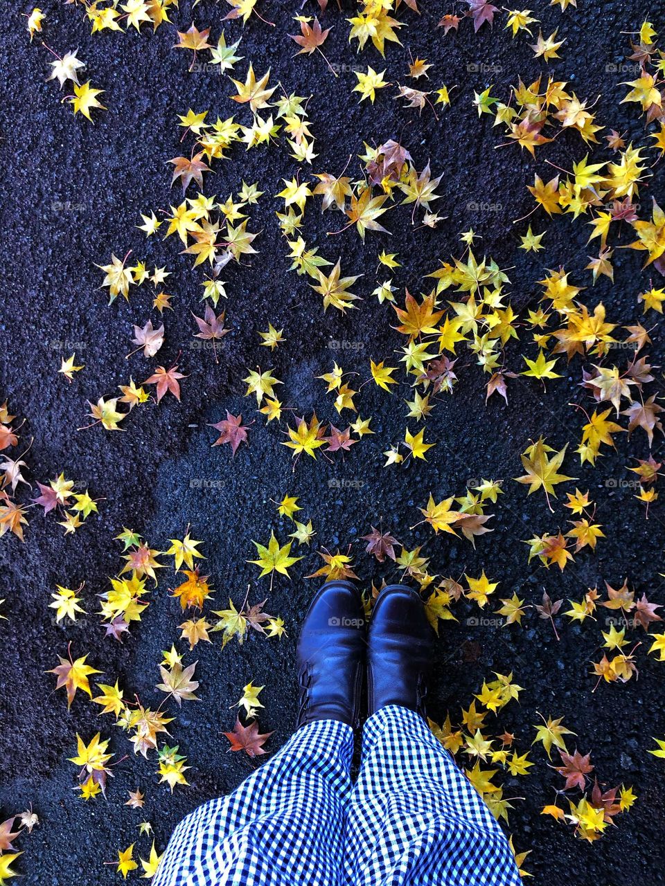 Autumn leaves forlorn on the ground in Turkiye.