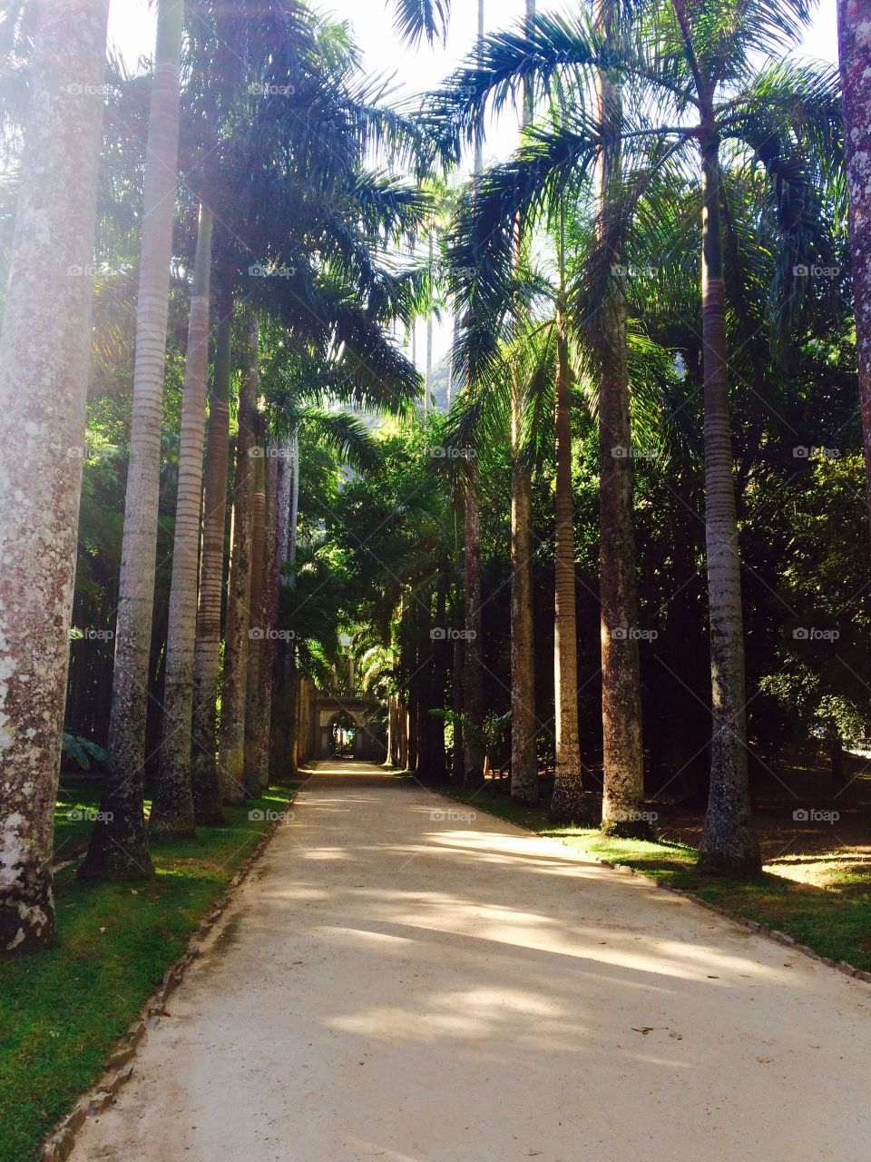 Footpath amidst palm tree in park