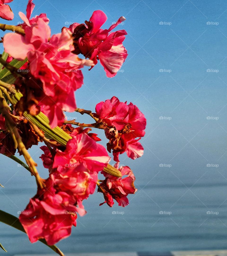 beach side flower