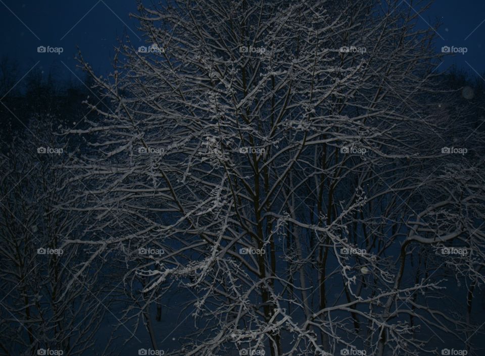 Winter, Tree, Snow, No Person, Cold