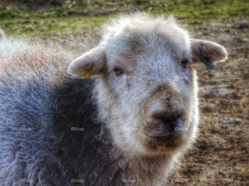 Close-up of a herdwick Sheep