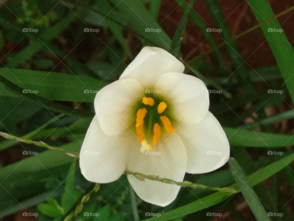 Close Up Grass Flower