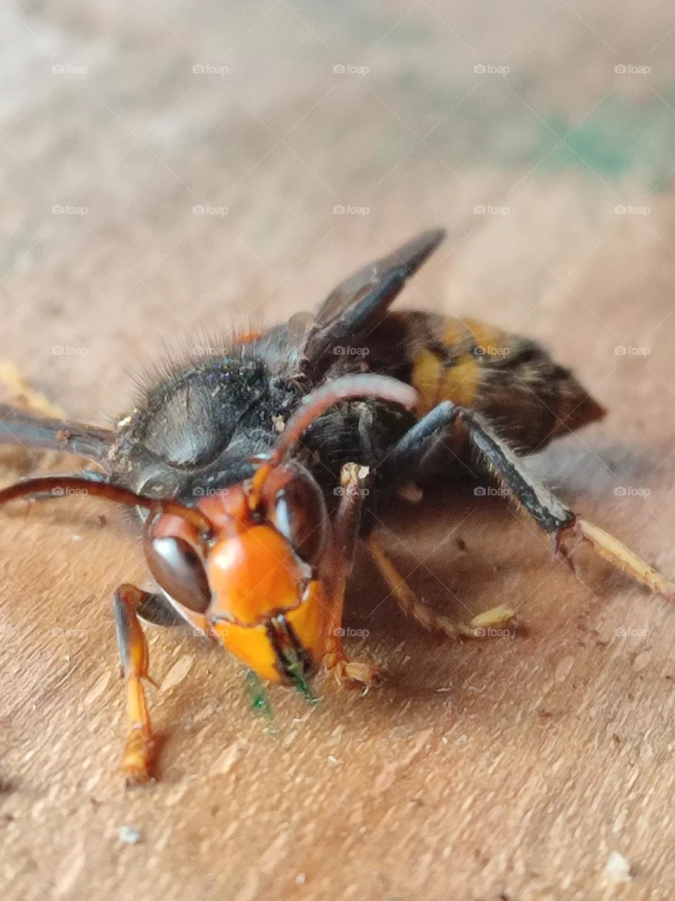 Insects