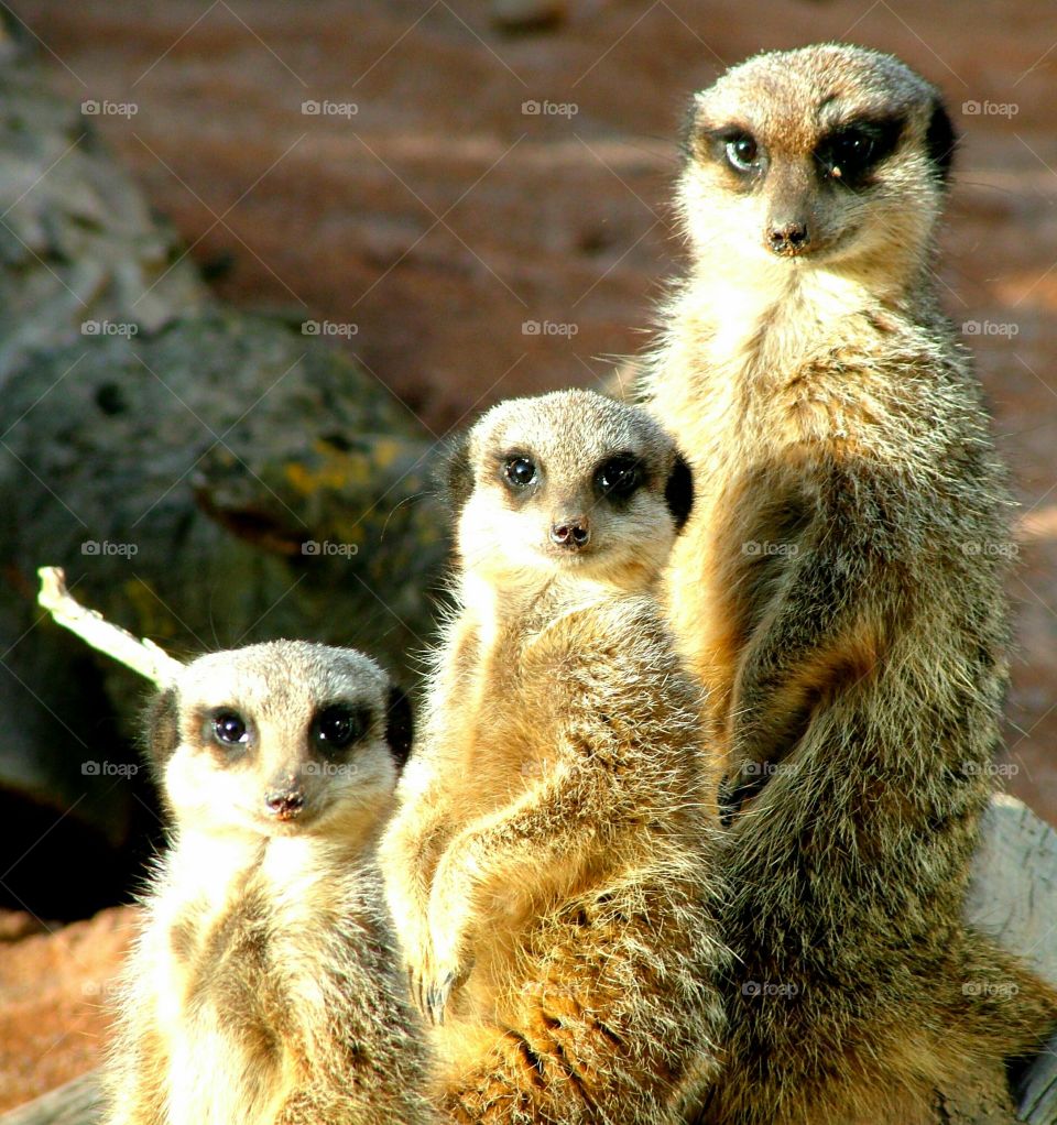 three meerkats