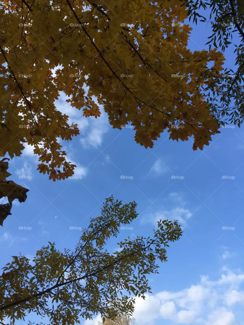 Autumn sky