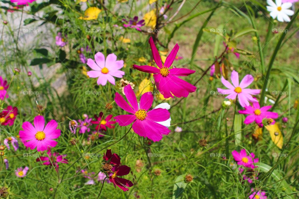 Cosmos or Mexican aster flowers in bloom.  Pink color,  Barbie style