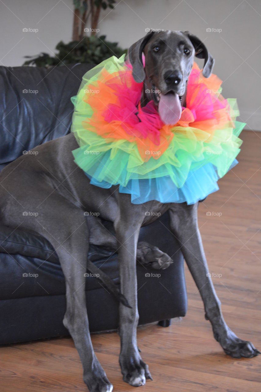 Tutu Diva Dane