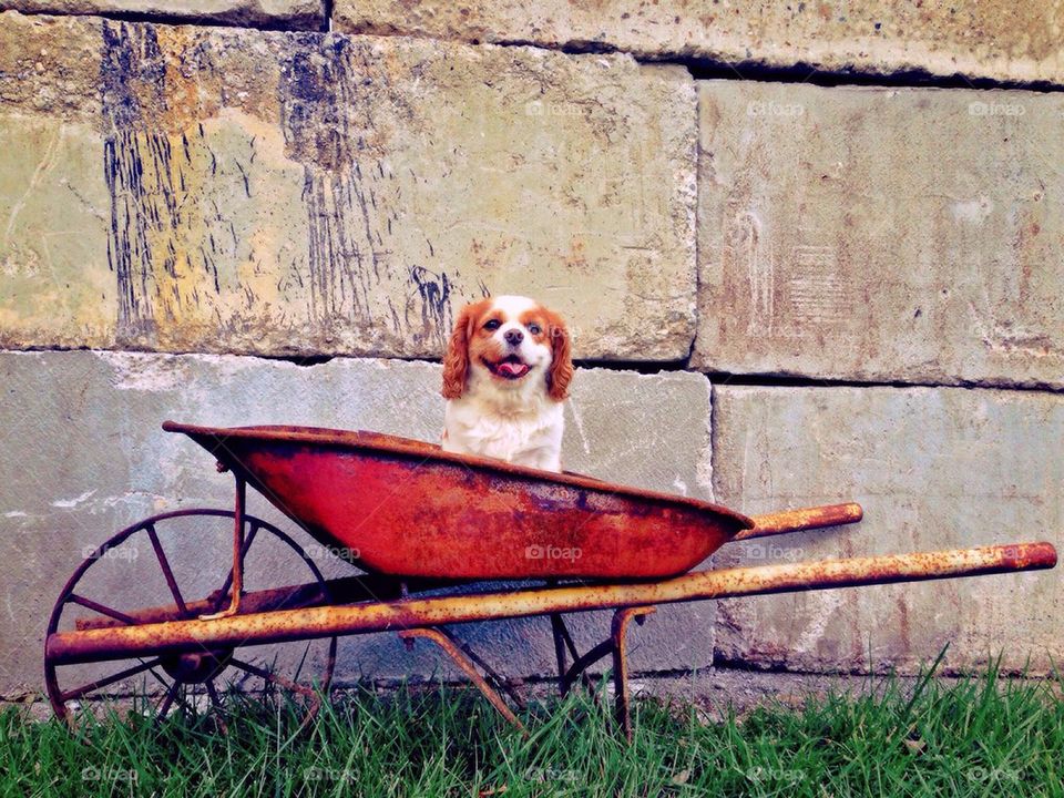Dog in wheelbarrow 