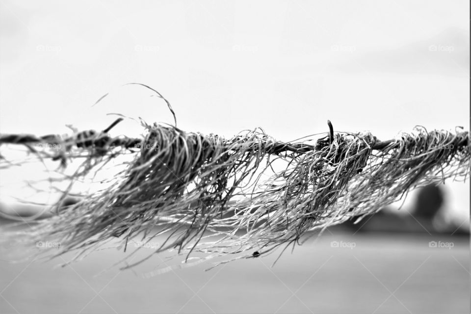 Detail of barbed wire with waterplants in black and white