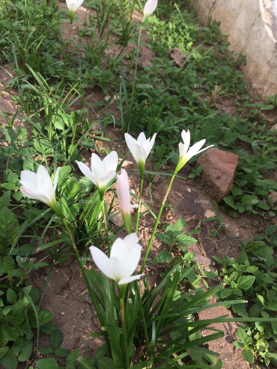 Springtime Wild Lily