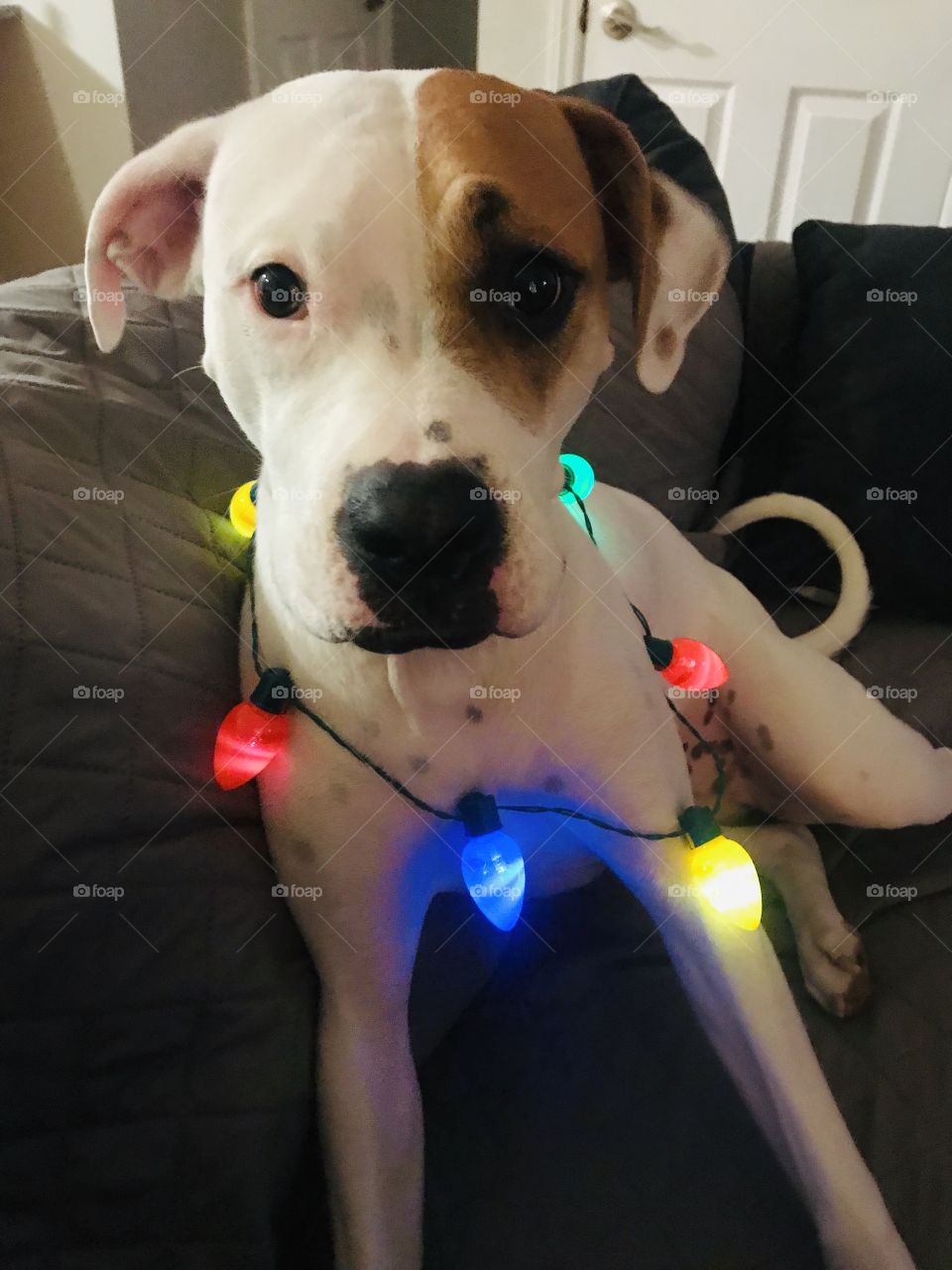 Christmas time puppy