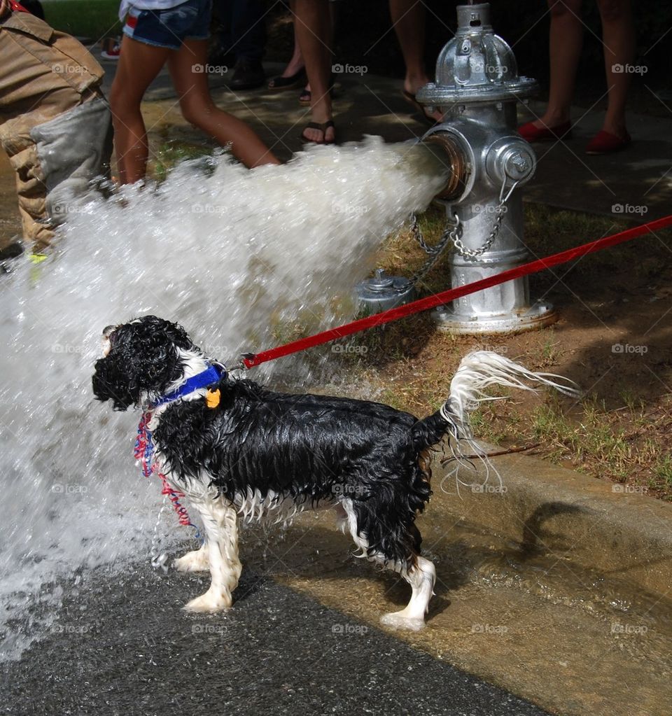 Spaniel playing in the water