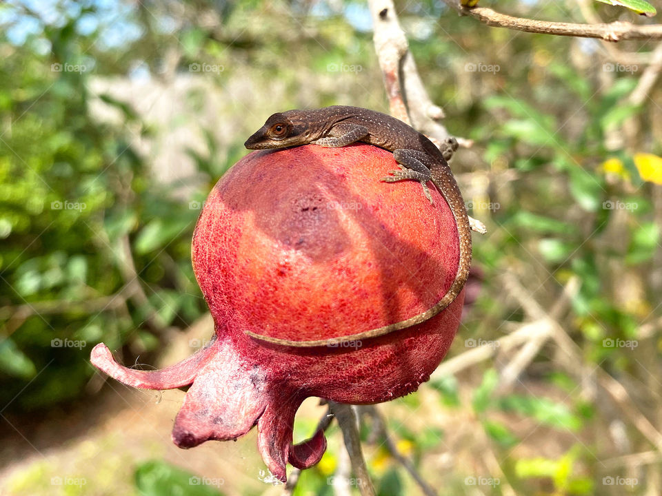 Brown anole lizard curled around ripe pomegranate fruit