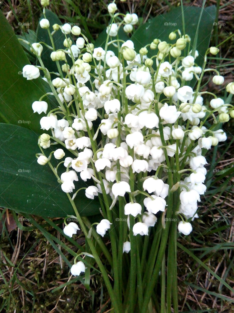 Nature, Flora, Flower, No Person, Leaf