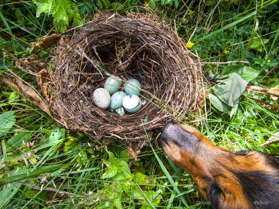 Elevated view of dog and animal nest