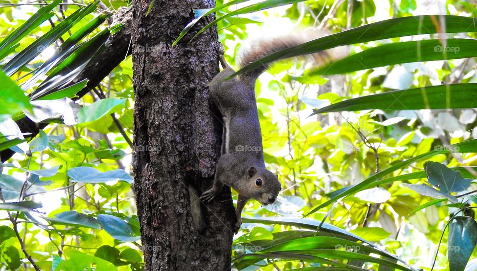 Squirrel on tree trunk