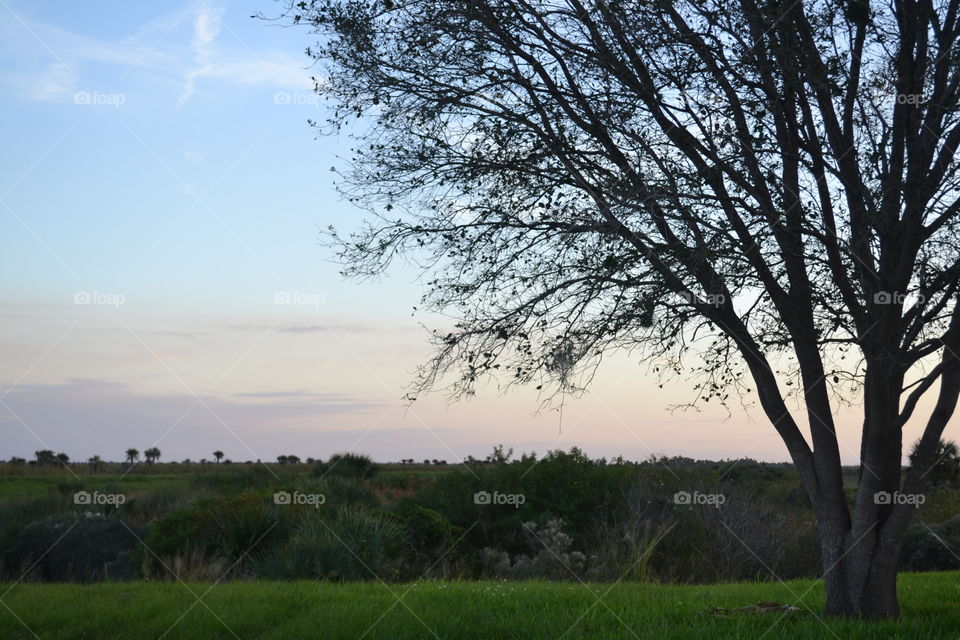The sky at twilight with a large tree in the forefront