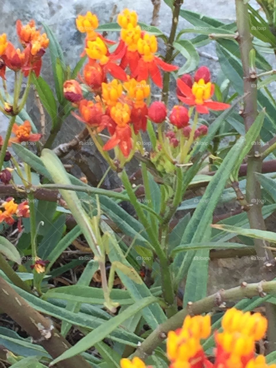 Preying mantis among the flowers 
