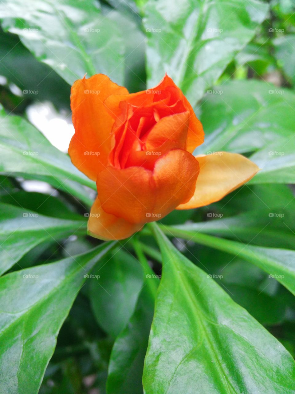 High angle view of a flower