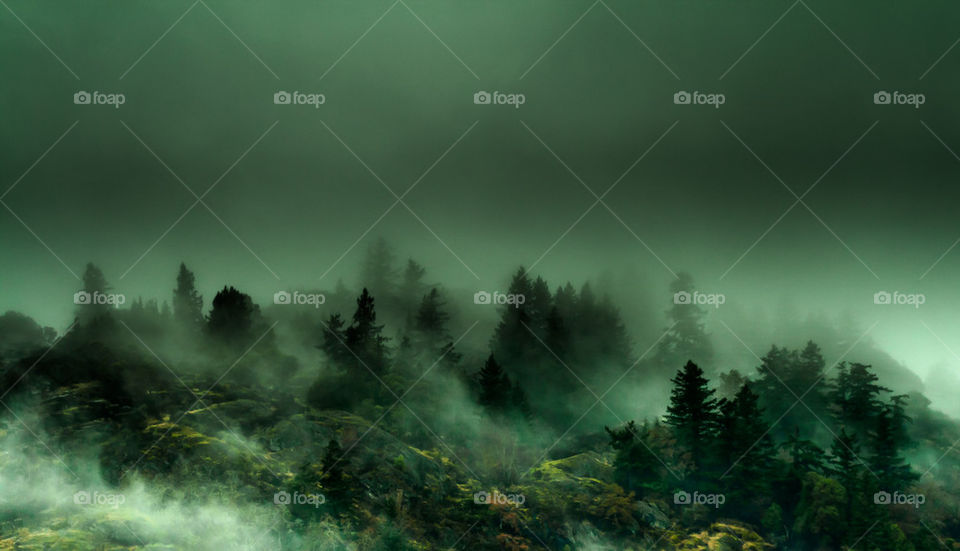 High angle view of forest in foggy