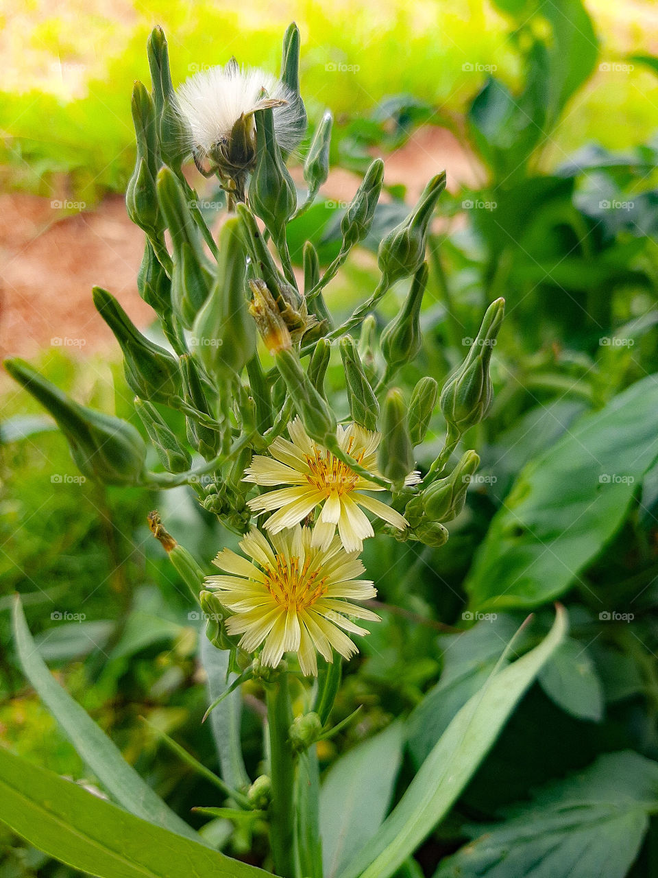 Simplicity and beauty.