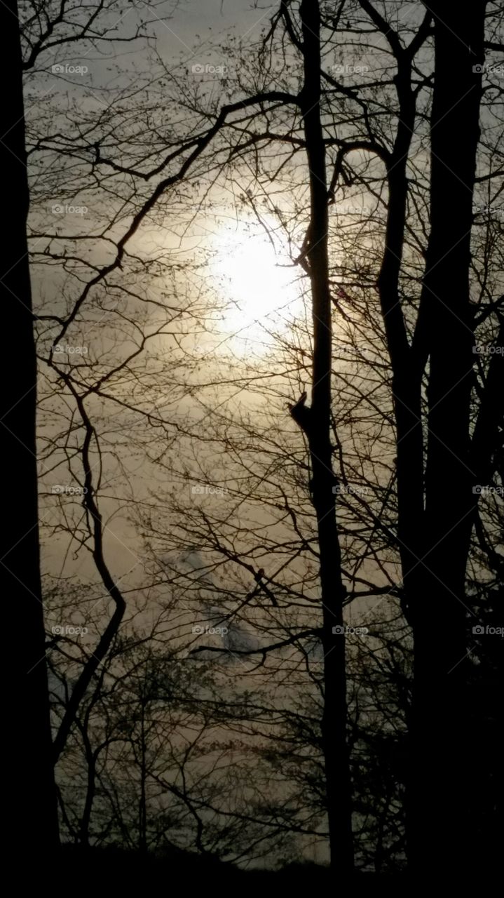 Tree branches in fog